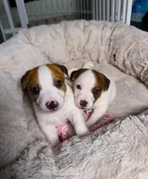 Spotty, a male Jack Russell Terrier for sale in San Diego, CA – Photo 4 of 4