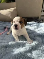 Spotty, a male Jack Russell Terrier for sale in San Diego, CA – Photo 2 of 4