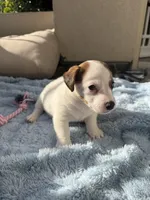 Spotty, a male Jack Russell Terrier for sale in San Diego, CA – Photo 3 of 4