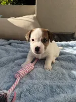 Spotty, a male Jack Russell Terrier for sale in San Diego, CA – Photo 1 of 4