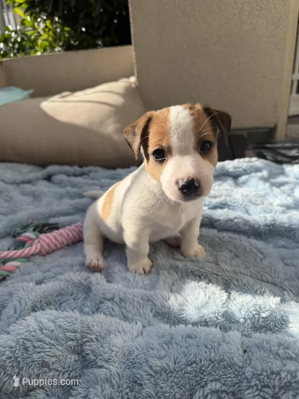 Teddy – Jack Russell Terrier puppy for sale in San Diego, CA