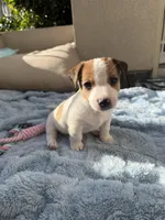 Teddy, a male Jack Russell Terrier for sale in San Diego, CA – Photo 1 of 4