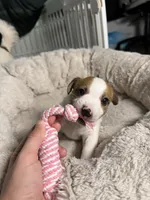 Teddy, a male Jack Russell Terrier for sale in San Diego, CA – Photo 3 of 4