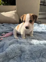 Teddy, a male Jack Russell Terrier for sale in San Diego, CA – Photo 2 of 4