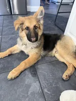 Benji, a male German Shepherd Dog for sale in New Bedford, MA – Photo 2 of 5