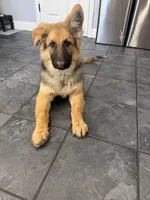 Benji, a male German Shepherd Dog for sale in New Bedford, MA – Photo 5 of 5