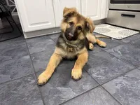 Benji, a male German Shepherd Dog for sale in New Bedford, MA – Photo 1 of 5