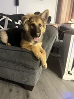 Benji, a male German Shepherd Dog for sale in New Bedford, MA – Photo 4 of 5