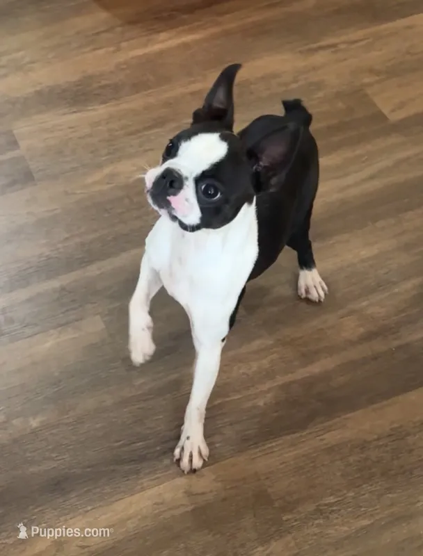 Dottie AKC  – Boston Terrier puppy for sale in Galion, OH