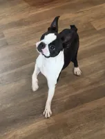 Dottie AKC , a female Boston Terrier for sale in Galion, OH – 1 of 8