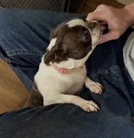 Spayed 11lb adult F , a female Boston Terrier for sale in Galion, OH – 8 of 8