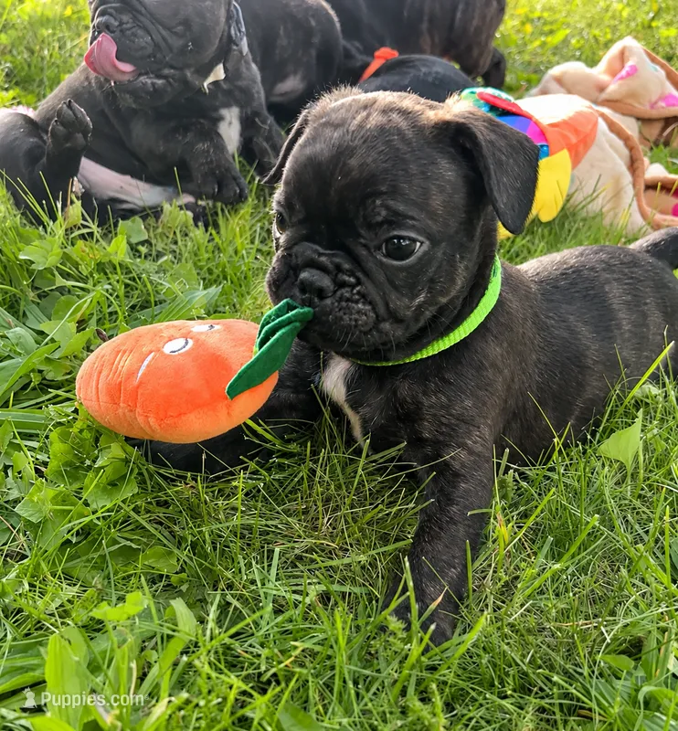 Zeke – Boston Terrier, French Bulldog puppy for sale in Galion, OH