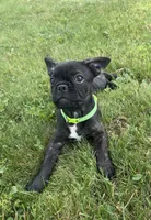 Zeke, a male Boston Terrier and French Bulldog for sale in Galion, OH – 2 of 10