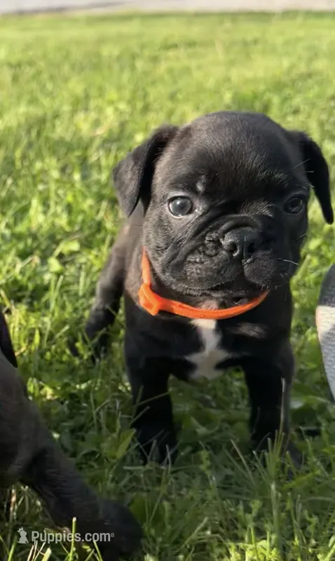 Rocco – Boston Terrier, French Bulldog puppy for sale in Galion, OH