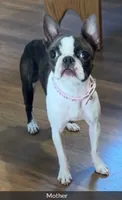 Bison, a male Boston Terrier for sale in Galion, OH – 9 of 10