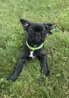 Zeke, a male Boston Terrier and French Bulldog for sale in Galion, OH – 3 of 10