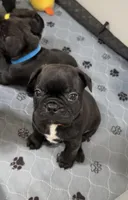 Rocco, a male Boston Terrier and French Bulldog for sale in Galion, OH – Photo 3 of 4