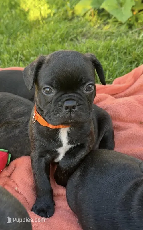 Rocco – Boston Terrier, French Bulldog puppy for sale in Galion, OH