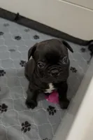 Rocco, a male Boston Terrier and French Bulldog for sale in Galion, OH – Photo 2 of 4