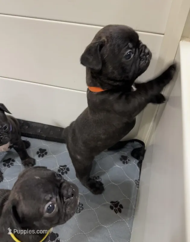 Rocco, a male Boston Terrier and French Bulldog for sale in Galion, OH – Photo 1 of 4
