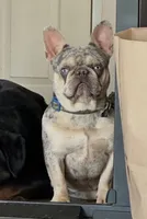 Beastie Neutered, a male French Bulldog for sale in Galion, OH – 5 of 5