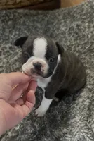 Bison, a male Boston Terrier for sale in Galion, OH – 1 of 10