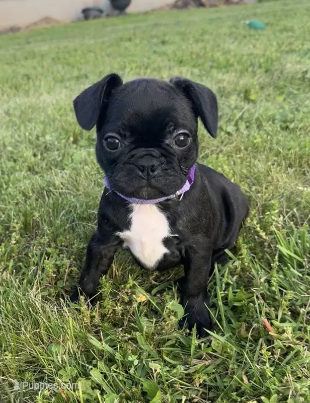Remi – Frenchton puppy for sale in Galion, OH