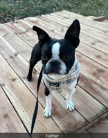 Bison, a male Boston Terrier for sale in Galion, OH – 6 of 10