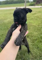 Zeke, a male Boston Terrier and French Bulldog for sale in Galion, OH – 4 of 10