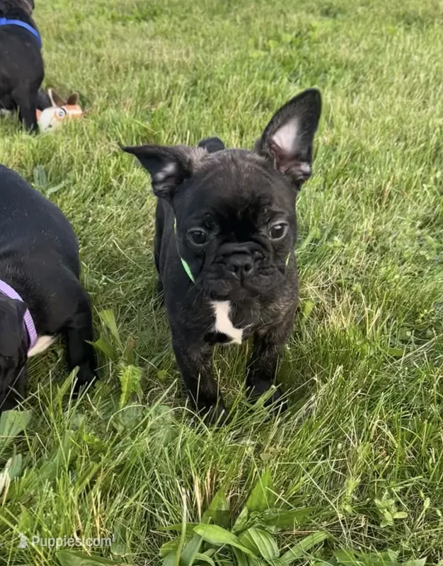 Zeke – Boston Terrier, French Bulldog puppy for sale in Galion, OH
