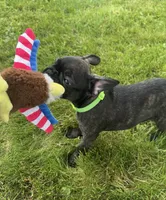 Zeke, a male Boston Terrier and French Bulldog for sale in Galion, OH – 9 of 10