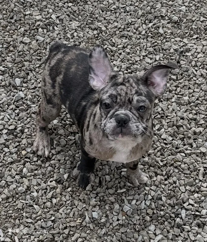 Franklin - Merle Frenchton