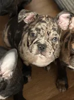 Franklin - Merle Frenchton, a male Boston Terrier and French Bulldog for sale in Galion, OH – Photo 2 of 9