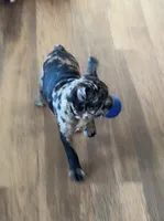 Franklin - Merle Frenchton, a male Boston Terrier and French Bulldog for sale in Galion, OH – Photo 7 of 9