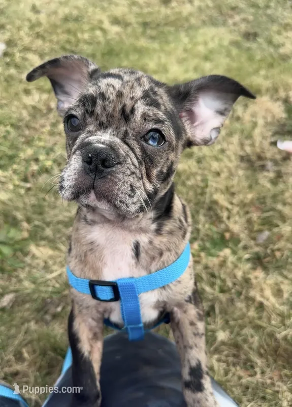 Franklin - Merle Frenchton