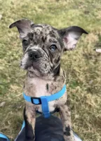 Franklin - Merle Frenchton, a male Boston Terrier and French Bulldog for sale in Galion, OH – Photo 1 of 9