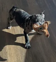 Franklin - Merle Frenchton, a male Boston Terrier and French Bulldog for sale in Galion, OH – Photo 6 of 9