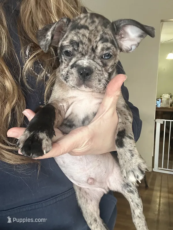 Franklin - Merle Frenchton