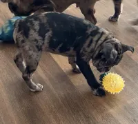 Franklin - Merle Frenchton, a male Boston Terrier and French Bulldog for sale in Galion, OH – Photo 8 of 9