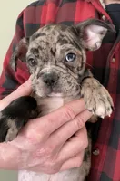 Franklin - Merle Frenchton, a male Boston Terrier and French Bulldog for sale in Galion, OH – Photo 4 of 9
