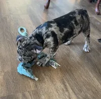 Franklin - Merle Frenchton, a male Boston Terrier and French Bulldog for sale in Galion, OH – Photo 3 of 9