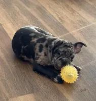 Franklin - Merle Frenchton, a male Boston Terrier and French Bulldog for sale in Galion, OH – Photo 9 of 9