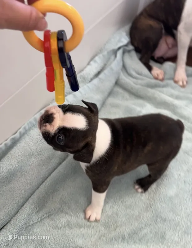 Bison – Boston Terrier puppy for sale in Galion, OH