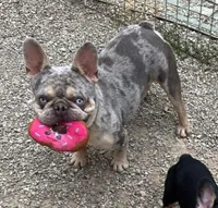 Beastie Neutered, a male French Bulldog for sale in Galion, OH – 2 of 5
