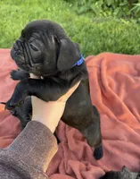 Jett, a male Boston Terrier and French Bulldog for sale in Galion, OH – 5 of 10