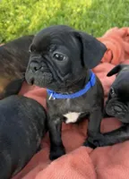 Jett, a male Boston Terrier and French Bulldog for sale in Galion, OH – 6 of 10