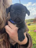 Jett, a male Boston Terrier and French Bulldog for sale in Galion, OH – 4 of 10
