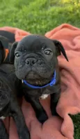 Jett, a male Boston Terrier and French Bulldog for sale in Galion, OH – 3 of 10