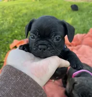 Jett, a male Boston Terrier and French Bulldog for sale in Galion, OH – 9 of 10