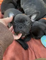Jett, a male Boston Terrier and French Bulldog for sale in Galion, OH – 8 of 10